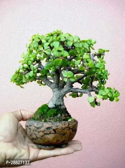 Baishnab  jz11 Jade Plant-thumb0