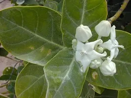 Baishnab Safed Aak Plant Safed Aak Plant, Calotropis Gigantea, White Madar-thumb1