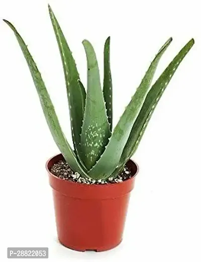 Baishnab  Aloe Vera Live Plan CF33 Aloe Vera Plan