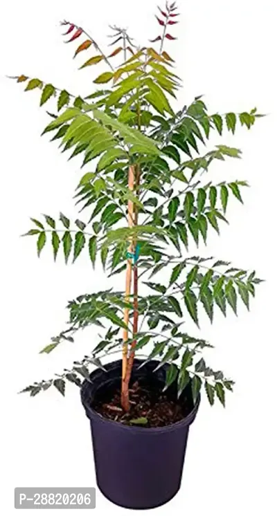 Baishnab  Neem Live Plant Pack of 1 Neem Plant