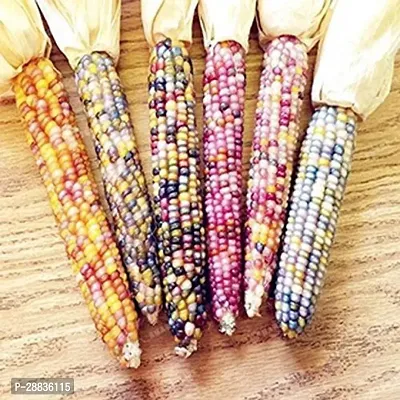 Baishnab cORN SED 5 PS HHJYUCorn Seeds  VXL 6125PIECE-thumb0