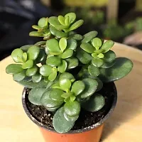 Baishnab Jade Plant JADE PLANT UIO-thumb1