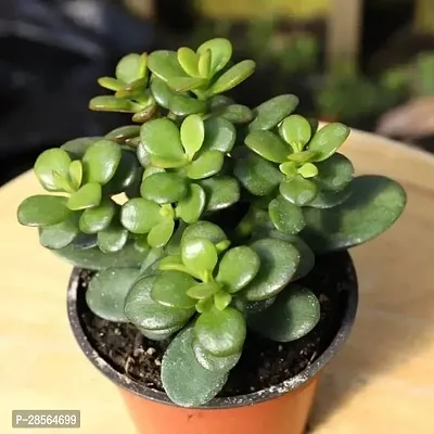 Baishnab Jade Plant JADE PLANT UIO-thumb2