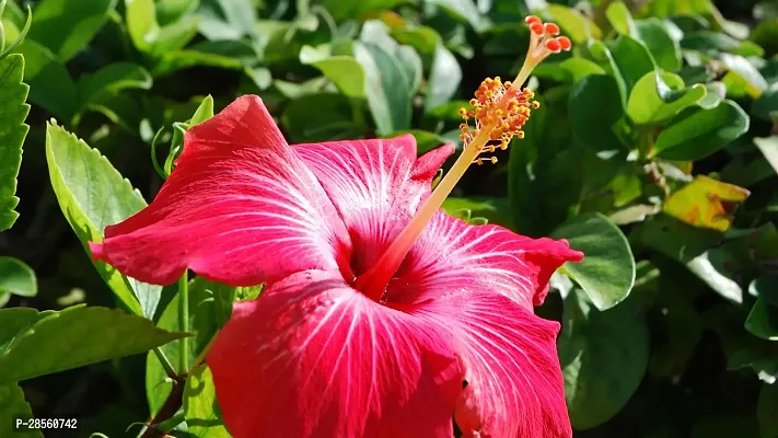 Baishnab Hibiscus Plant HIBISCUS PLANT BH-thumb2