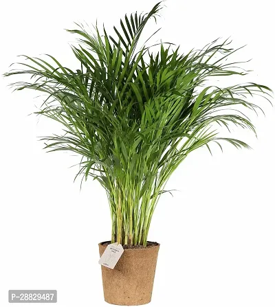 Baishnab  Areca Plant A7 Areca Plam-thumb0