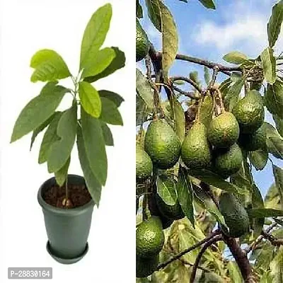 Baishnab  Avogadro live plant Avocado Plant-thumb0