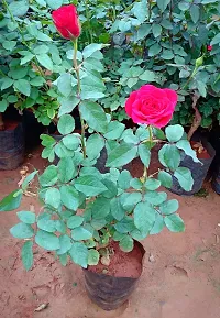 Baishnab Rose Plant Rose Plant-thumb1