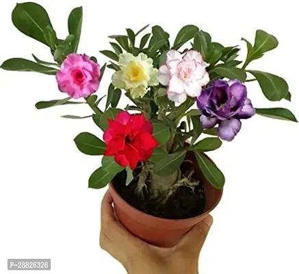 Baishnab  ADENIUM FLOWER PLANT  AZ27 Adenium Plant-thumb0