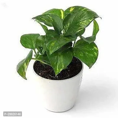 Baishnab  Money Plant sn11m1 Money Plant-thumb0