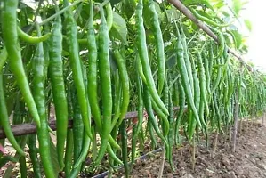 Baishnab Chili seed hi 150psCHILLI MIRCHI Seed  150 per packet150PIECE-thumb1