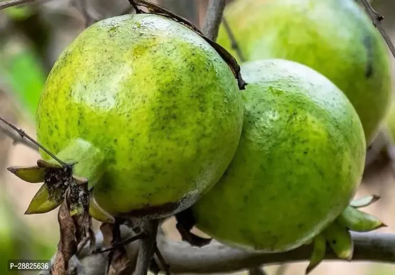 Baishnab  Pomegranate Plant Live Plant CF518112 P