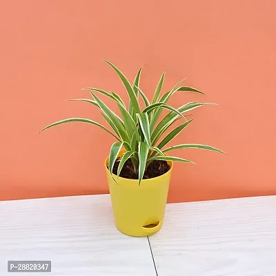 Baishnab  SPIDER PLANT WITH SELF WATERING POT Spide-thumb0