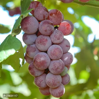 Baishnab  Grape plant 69 Grapes Plant-thumb0