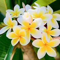 Baishnab Plumeria Plant Plant128-thumb1