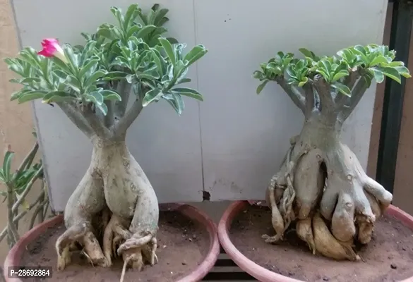 Baishnab Adenium Plant Adenium plant41-thumb0