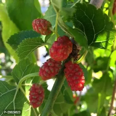 Baishnab  y121 ShahtootMulberry Plant