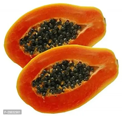 Baishnab papaya seeds 200 per packet rbIND PM28   PREMIUM BEST SELLER 100 percent GERMINATION PAPAYA PAPITA FRUIT SEED HYBRID 200 SEEDS.200PIECE