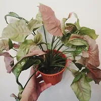 Baishnab Syngonium Plant Pink Syngonium-thumb1