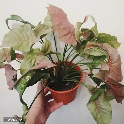 Baishnab Syngonium Plant Pink Syngonium-thumb2