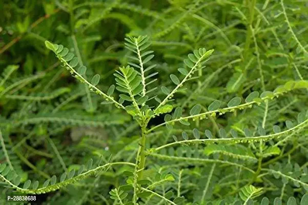 Baishnab  Phyllanthus Tratemus Bhui Amla Bhumi Aml