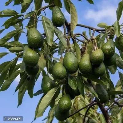 Baishnab  Avocado Plants Live PlantCF711 Avocado-thumb0