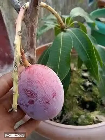 Baishnab  mzz01 Mango Plant-thumb0