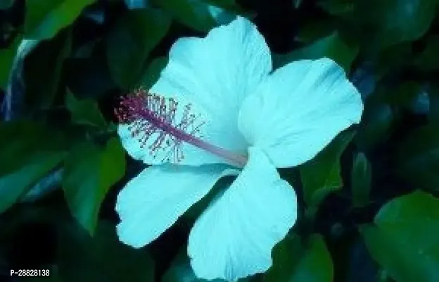 Baishnab  Hibiscus Hybrid Live Flower Plant Disha