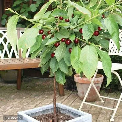 Baishnab  CY111 Cherry Fruit Plant-thumb0