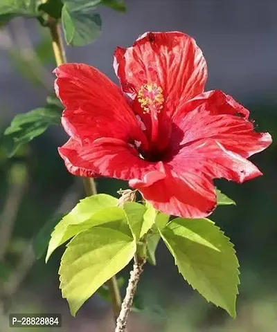 Baishnab  Hibiscus Red Plant CF70013 Hibiscus Pla