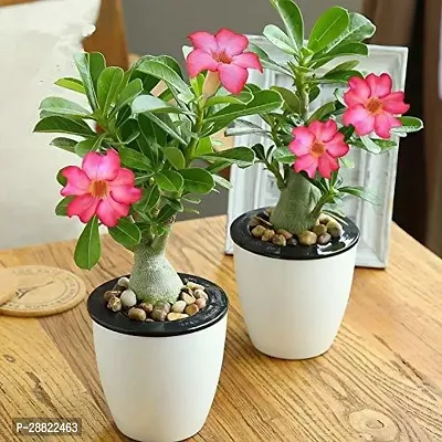 Baishnab  Adenium Plant HybridCFA09 Adenium Plan