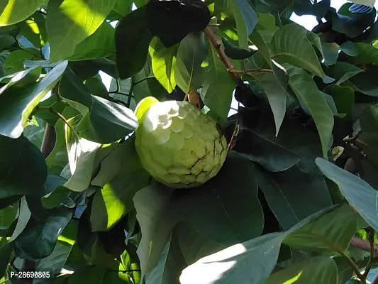 Baishnab Rare Cherimoya Fruit Exotic Seedling Live Plant PLANT-CHERIMOYA2-thumb3