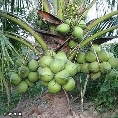 Baishnab  Premium Coconut Live Plant CF88 Coconut-thumb0