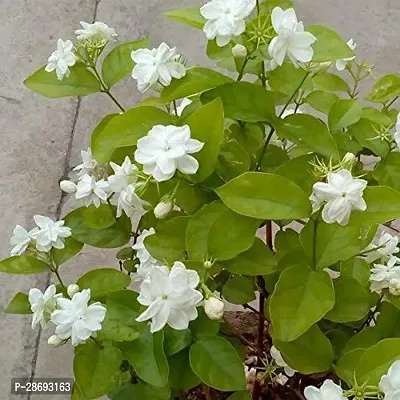 Baishnab Jasmine Plant ANCHJAS71-thumb0