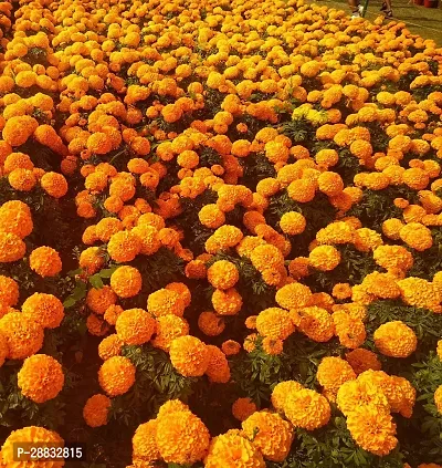 Baishnab Marigold seed 31Ps.QR 99431PIECE