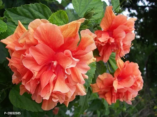 Baishnab Hibiscus Plant Orange Hibiscus Flower Plants-thumb0