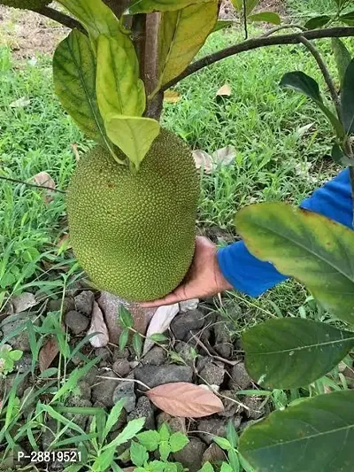 Baishnab  t01 Jack Fruit Plant