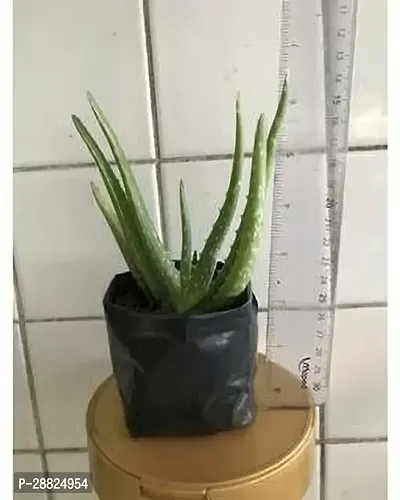 Baishnab  1E111 Aloe Vera Plant