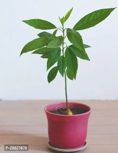 Baishnab  Avocado Plants Live PlantCF27 Avocado P-thumb0