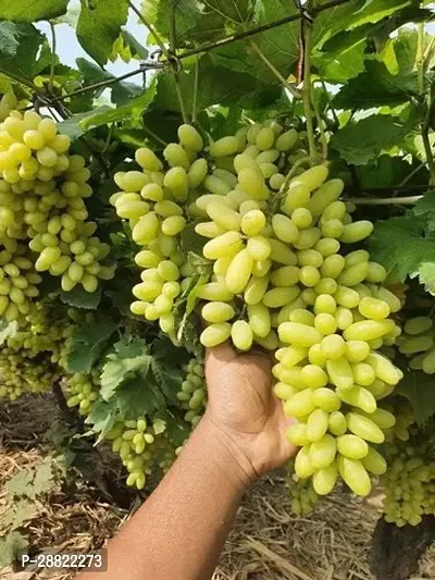 Baishnab  Live Green Long Grapes Fruit Plant  Heal-thumb0