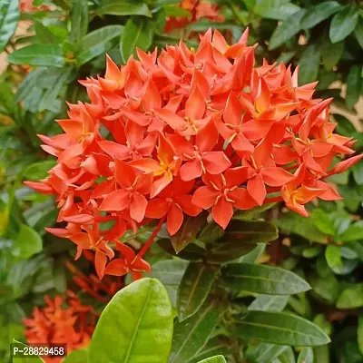 Baishnab  IxoraRangan Flower Plant  A6 Ixora Min