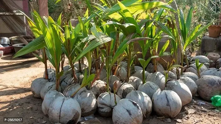 Baishnab  Premium Coconut Live Plant CF71 Coconut