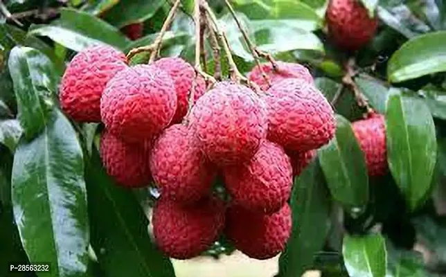 Baishnab Litchi Plant LI76GYT-thumb0