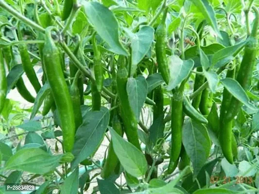 Baishnab Chilli seed 200 per packetC15 BEST SELLER FARMER CHOICE PREMIUM  GERMINATION 200 SEEDS OF F1 HYBRID  CHILLIMIRCHI OR MIRCH.200PIECE-thumb0