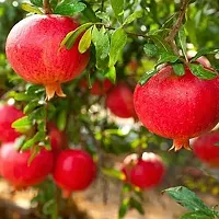 Baishnab Pomegranate Plant Outdoor Pomegranate, Annar, Anar (Grafted) - Plant-thumb1