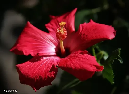 Baishnab  Hibiscus Red Live Flower Plant CF42444