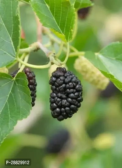 Baishnab  Mulberry Fruit plant A21 ShahtootMulbe