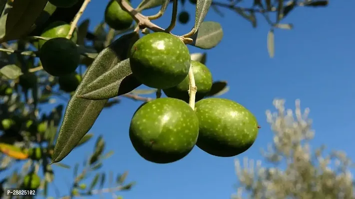 Baishnab  Indian OliveJalpai Live Plant CF065 ZZ