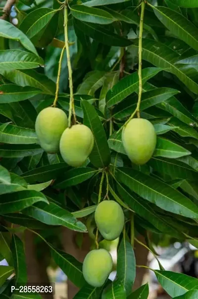 Baishnab Mango Plant Mango Plant044