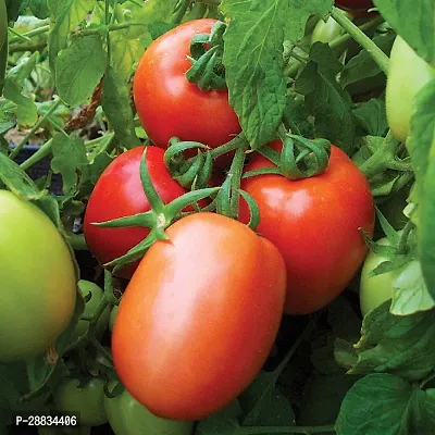 Baishnab Tomato seed 55 per packetKD 152355PIECE