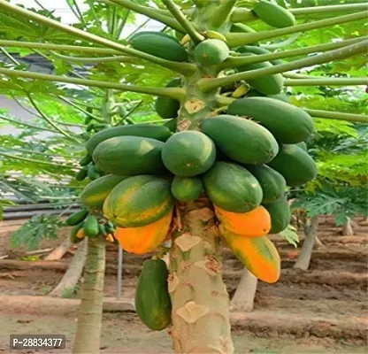 Baishnab Papaya seed ww 150psPW31 PAPAYA HYBRID SEED150PIECE